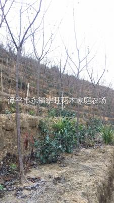 福建櫻花基地圖片