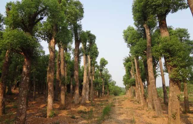 香樟樹圖片/香樟樹樣板圖 (4)