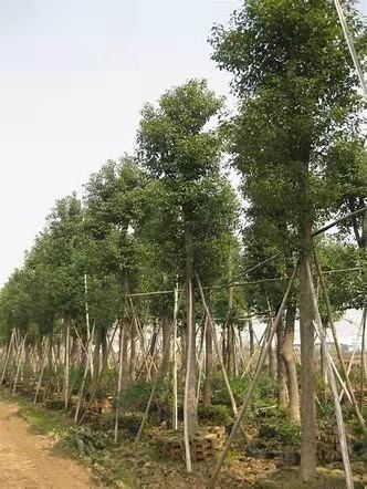香樟樹圖片/香樟樹樣板圖 (3)