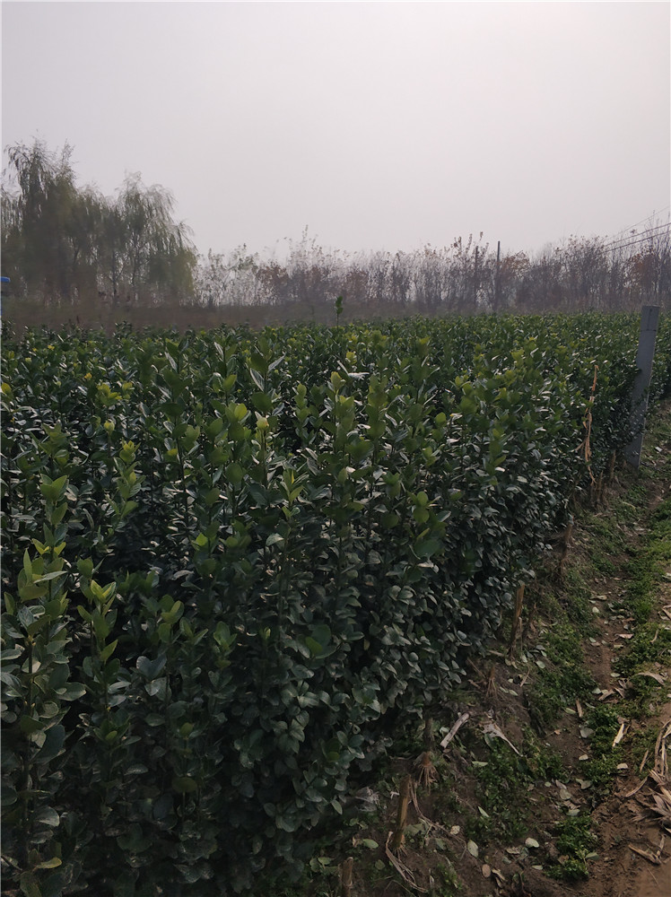 北海道黃楊基地圖片/北海道黃楊基地樣板圖 (1)