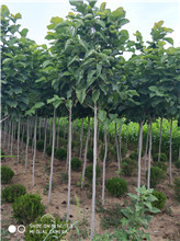 玉蘭報價圖片/玉蘭報價樣板圖 (3)