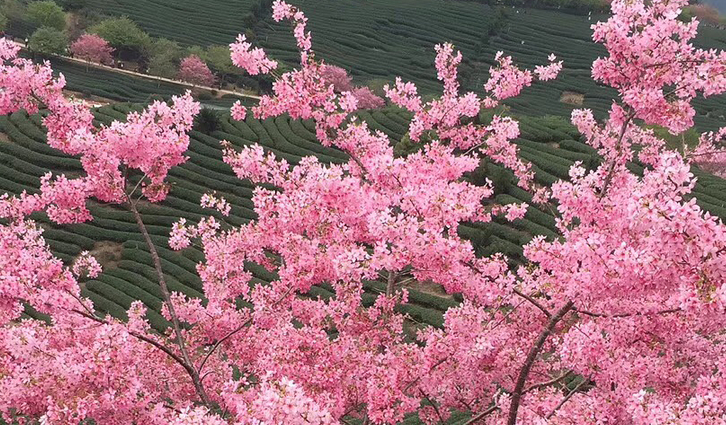 福建大型櫻花種苗批發(fā) 觀賞供應(yīng) 紅粉佳人櫻花