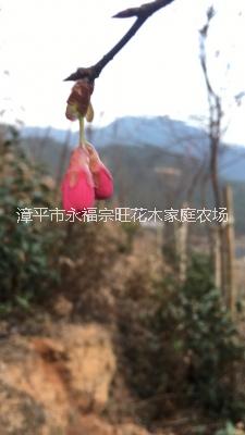 福建櫻花基地圖片/福建櫻花基地樣板圖 (3)