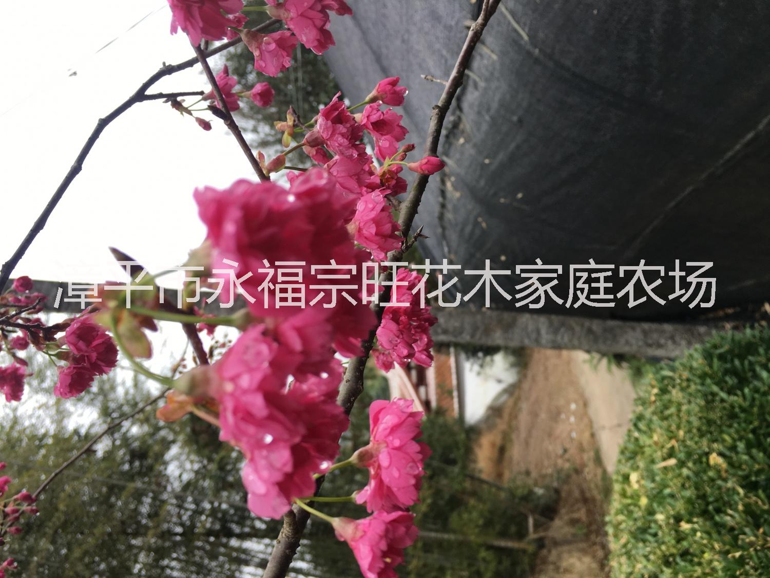 福建櫻花報(bào)價圖片/福建櫻花報(bào)價樣板圖 (3)