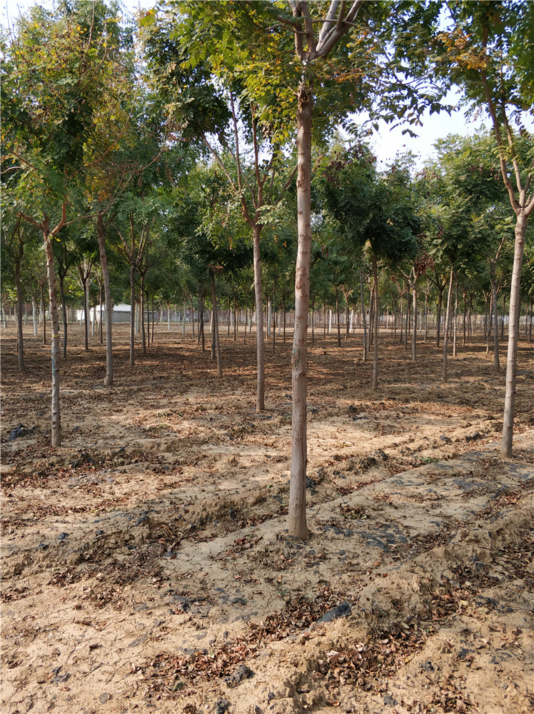 欒樹圖片/欒樹樣板圖 (2)