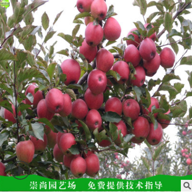 蘋(píng)果苗價(jià)格圖片/蘋(píng)果苗價(jià)格樣板圖 (2)