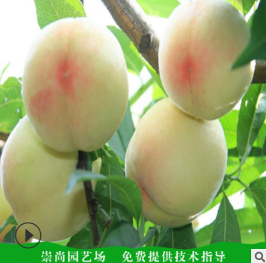 山東桃樹苗批發(fā)多少錢