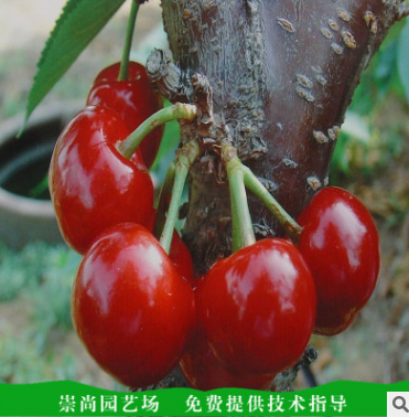 櫻桃苗圖片/櫻桃苗樣板圖 (3)