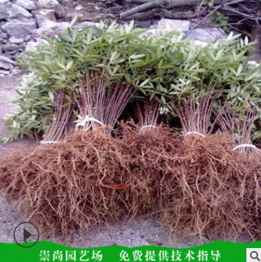 花椒苗圖片/花椒苗樣板圖 (3)