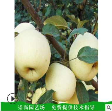 蘋(píng)果苗價(jià)格圖片/蘋(píng)果苗價(jià)格樣板圖 (3)