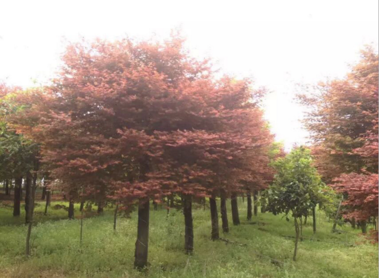 江蘇風(fēng)景樹 小區(qū)紅 楓樹 江蘇紅楓樹 歡迎實(shí)地看樹