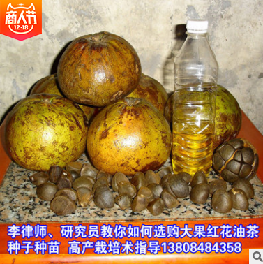 大果紅花油茶圖片/大果紅花油茶樣板圖 (2)