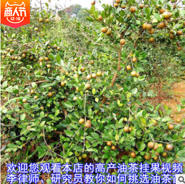軟枝油茶苗直銷圖片