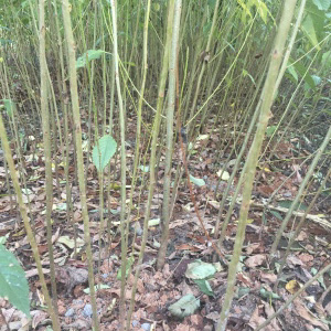 牡丹櫻圖片/牡丹櫻樣板圖 (4)