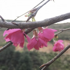 櫻花育種 櫻花苗 福建大型櫻花批發(fā) 櫻花苗基地 福建櫻花苗 櫻花價(jià)格  牡丹櫻