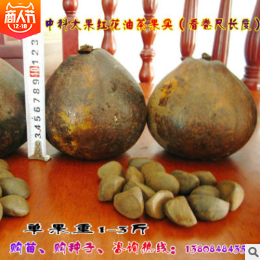 果油茶種子供應(yīng)圖片