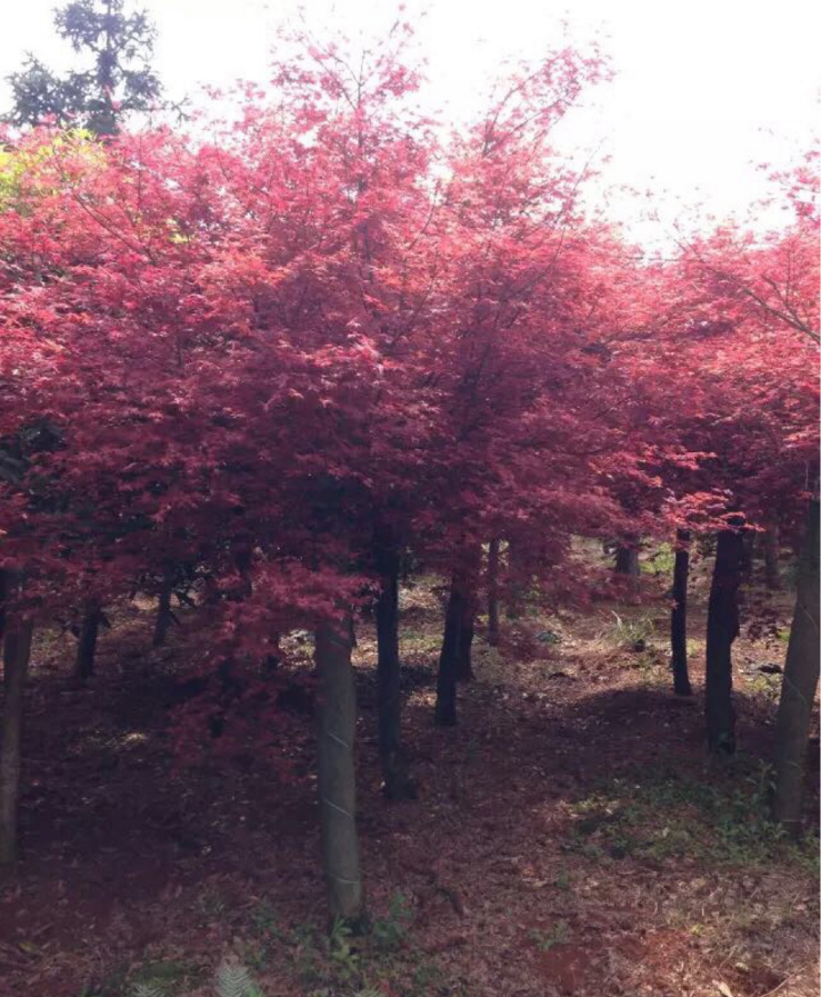 紅楓圖片/紅楓樣板圖 (1)