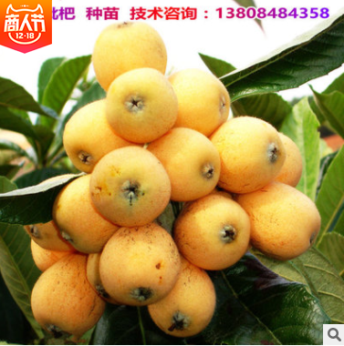 白沙枇杷苗圖片/白沙枇杷苗樣板圖 (2)
