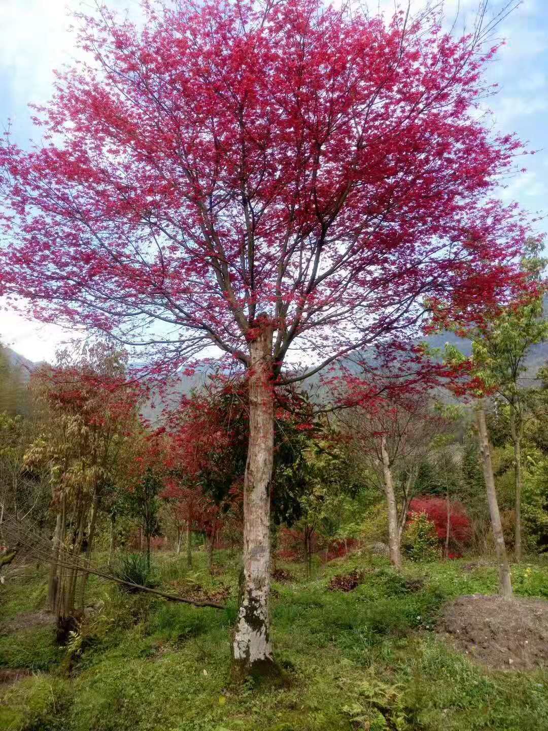 桂林市红枫树厂家