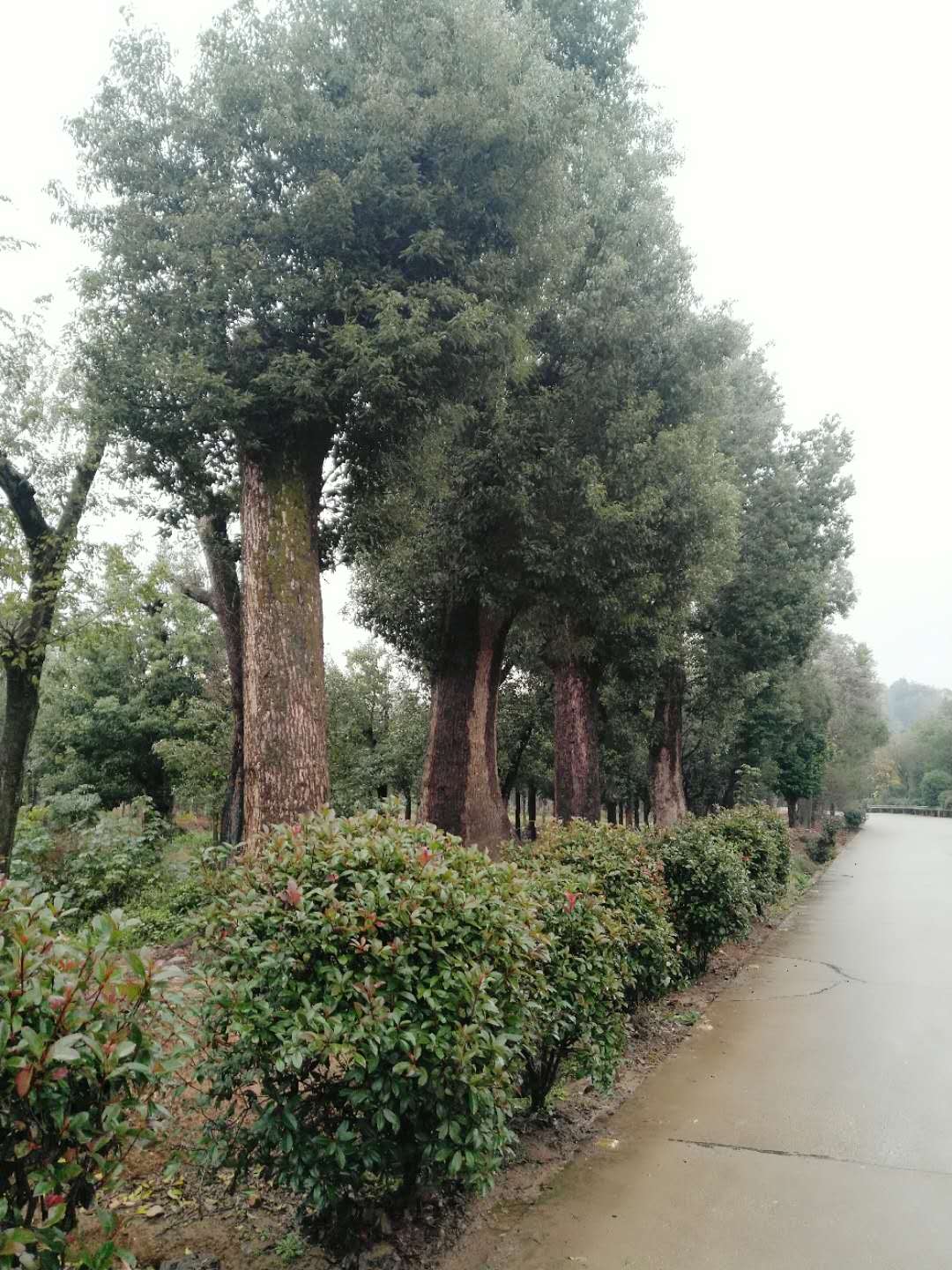 移栽香樟浙江移栽香樟哪家好卖浙江移栽香樟价格浙江移栽香樟厂家浙江移栽香樟供应商供应浙江移栽香樟浙江移栽香樟电话图片