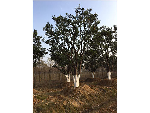 多桿香泡樹(shù)基地圖片/多桿香泡樹(shù)基地樣板圖 (4)
