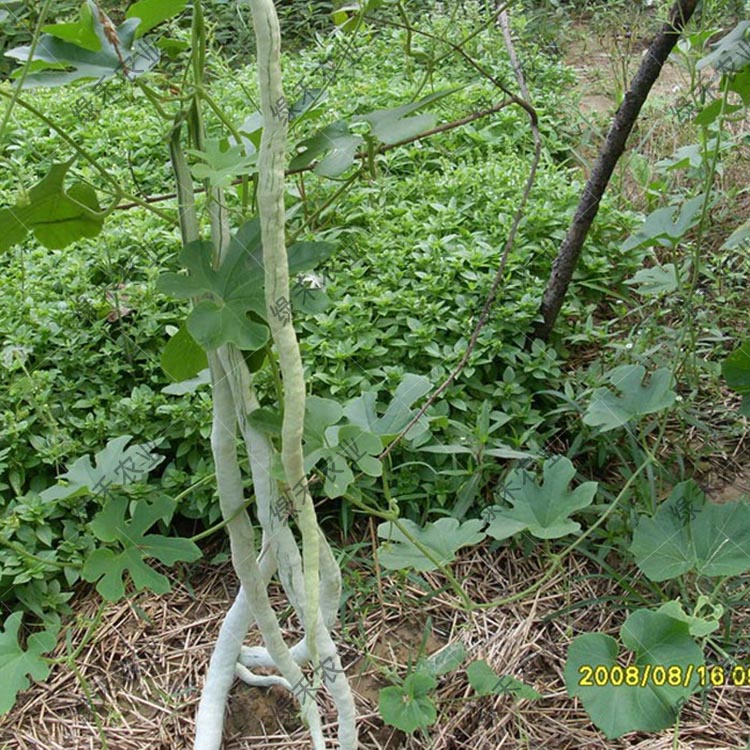 蛇瓜种子 蛇豆角种子 蛇丝瓜 长廊特色食用瓜果种子图片