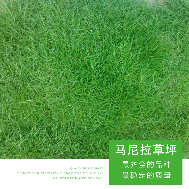 馬尼拉草圖片/馬尼拉草樣板圖 (3)