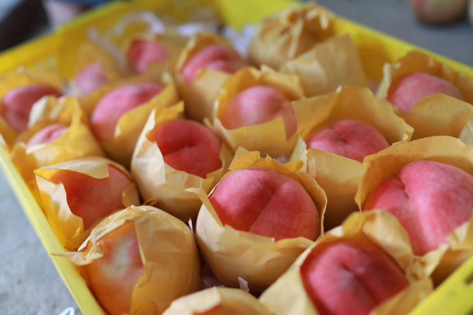 水蜜桃圖片/水蜜桃樣板圖 (2)