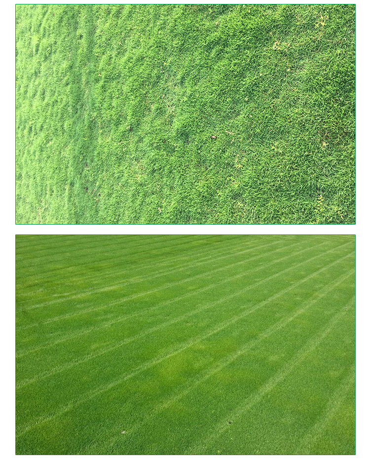 馬尼拉草坪圖片/馬尼拉草坪樣板圖 (3)