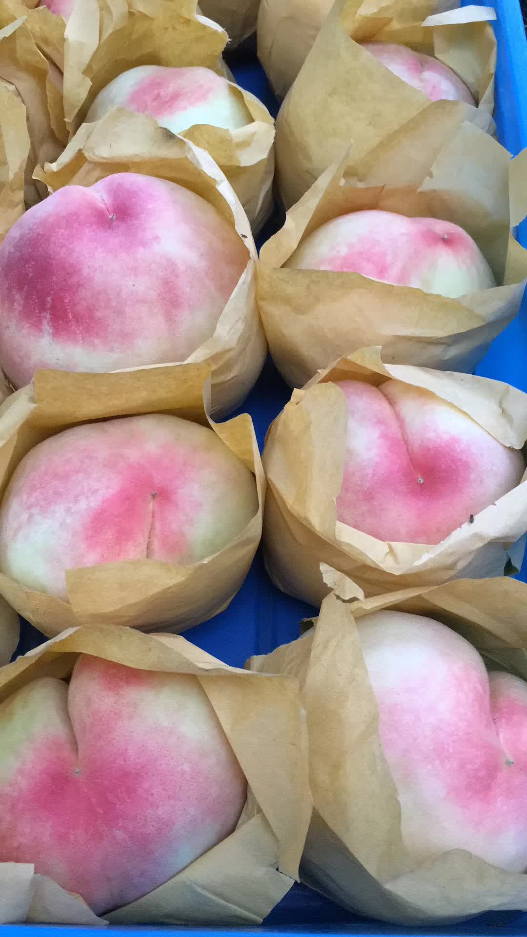 水蜜桃圖片/水蜜桃樣板圖 (2)