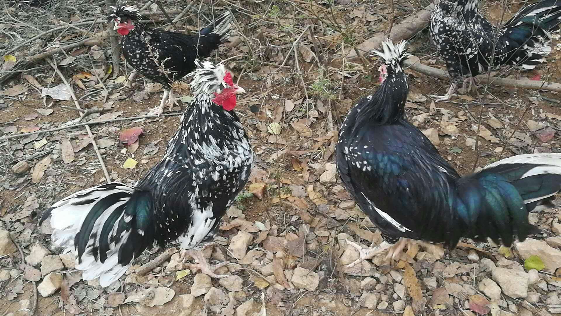 貴妃雞圖片/貴妃雞樣板圖 (2)