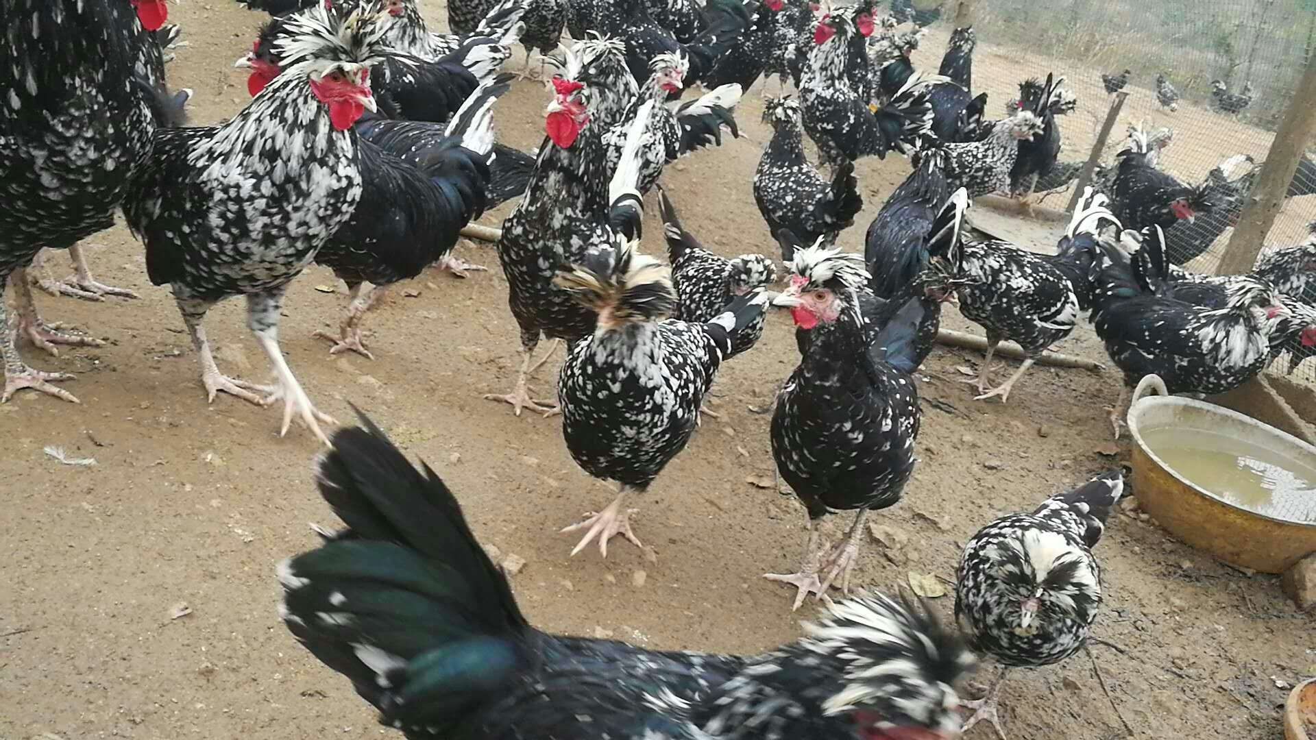 貴妃雞圖片/貴妃雞樣板圖 (3)