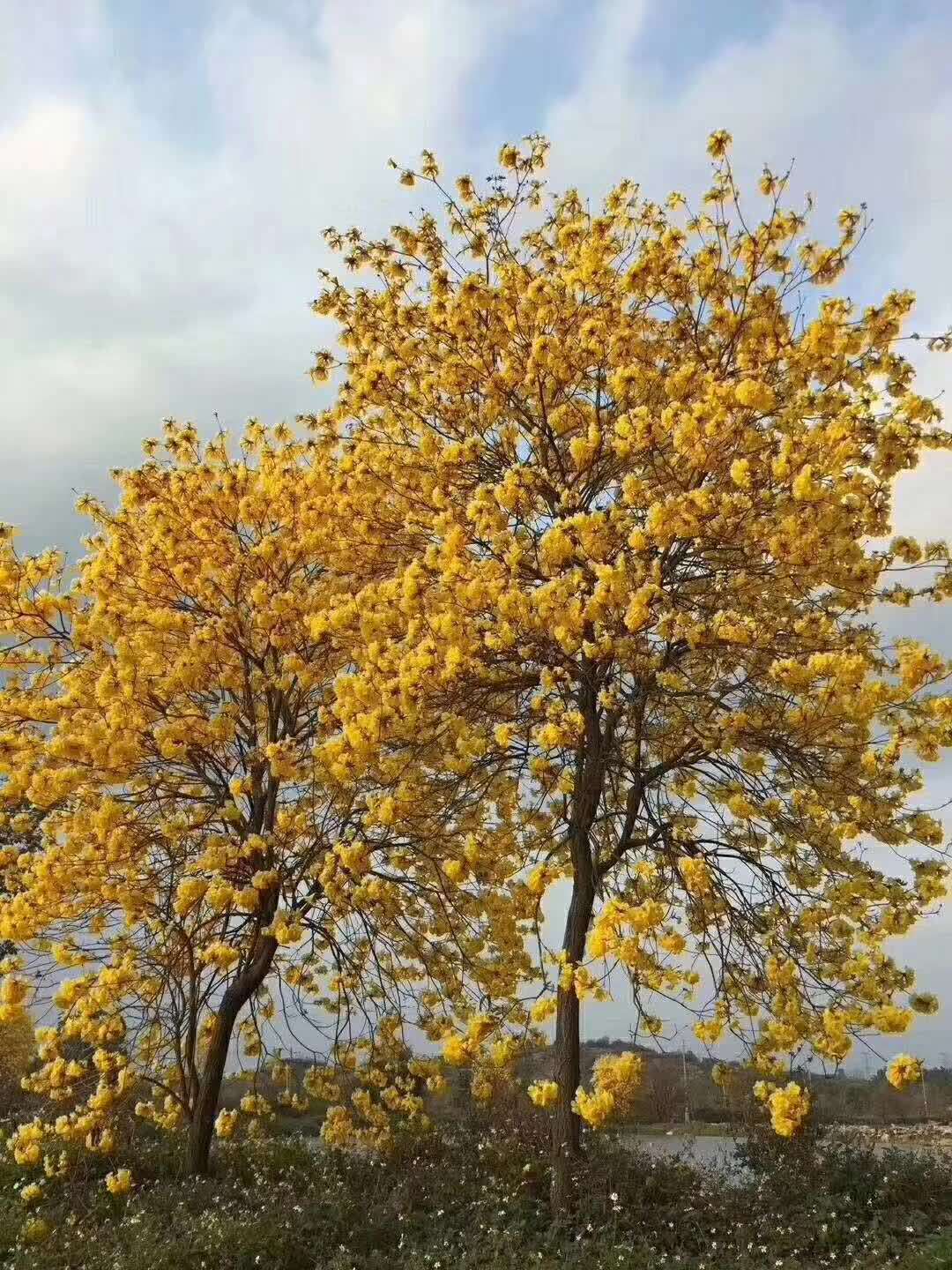 多花紫花风铃木