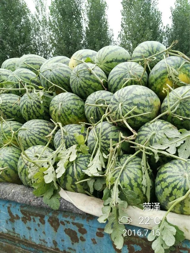 河南開封哪里西瓜便宜圖片/河南開封哪里西瓜便宜樣板圖 (3)