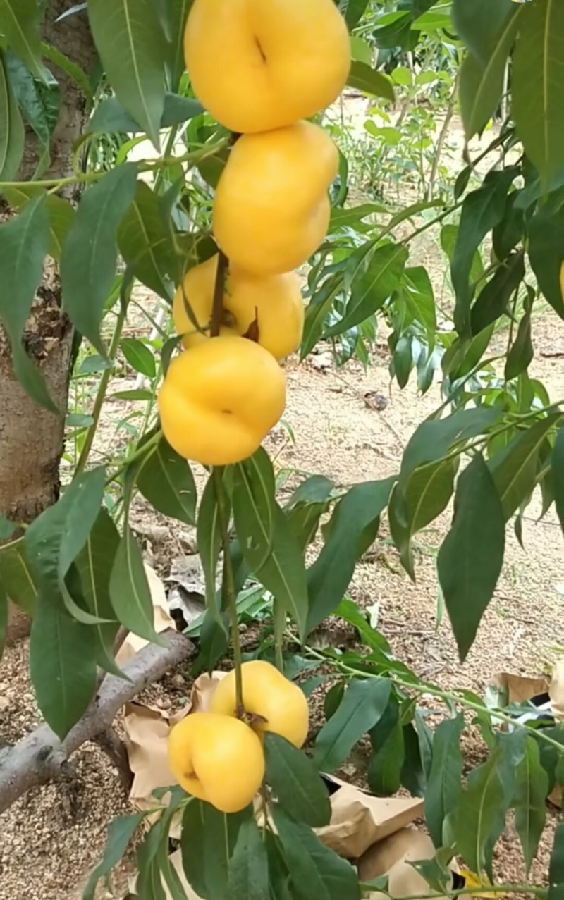 蟠桃圖片/蟠桃樣板圖 (3)