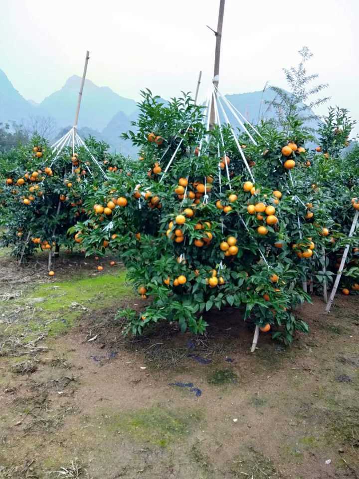 砂糖橘圖片/砂糖橘樣板圖 (3)
