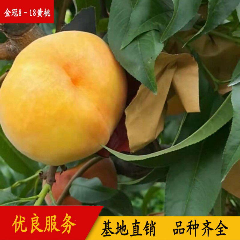 金冠8－18黃桃 早熟黃桃 果大豐產(chǎn) 金冠8-18桃品種
