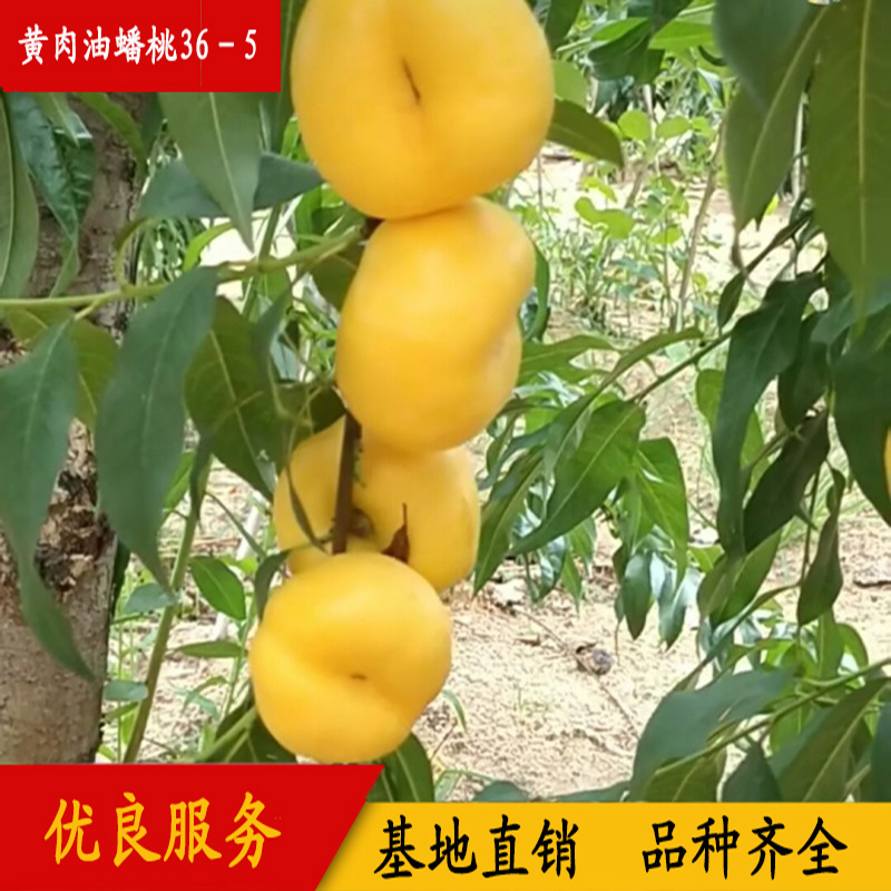 早熟黃肉油蟠桃36-5 36-5油蟠桃苗早熟品種簡介 油蟠桃樹苗