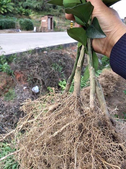 脐橙，广西脐橙，桂林脐橙，脐橙苗 广西正宗脐橙苗供应/江西脐橙苗