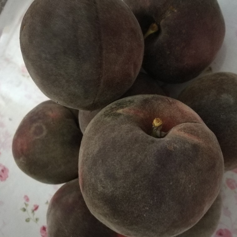 供應(yīng)山東桃樹苗 桃子新品種黑桃