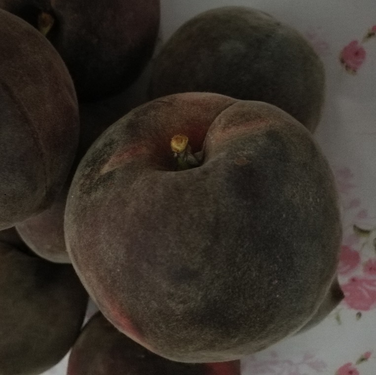 供應(yīng)山東桃子新品種黑桃