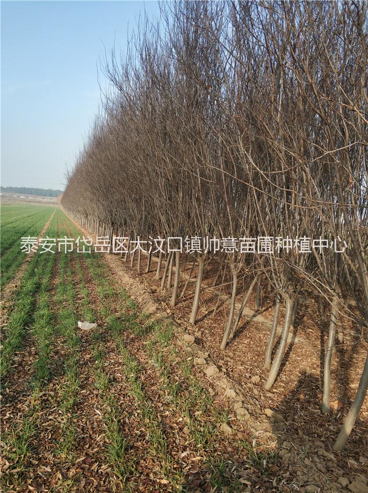 紫葉李圖片/紫葉李樣板圖 (3)