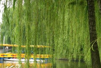 垂柳圖片/垂柳樣板圖 (1)