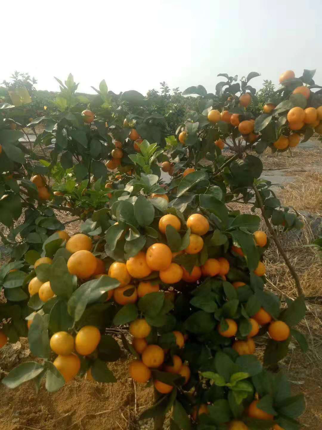 金葵砂糖橘苗广西金葵砂糖橘苗种植基地，广西金葵砂糖橘苗批发价，广西金葵砂糖橘苗供应商