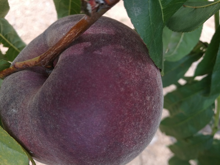 供應(yīng)桃子苗品種黑桃