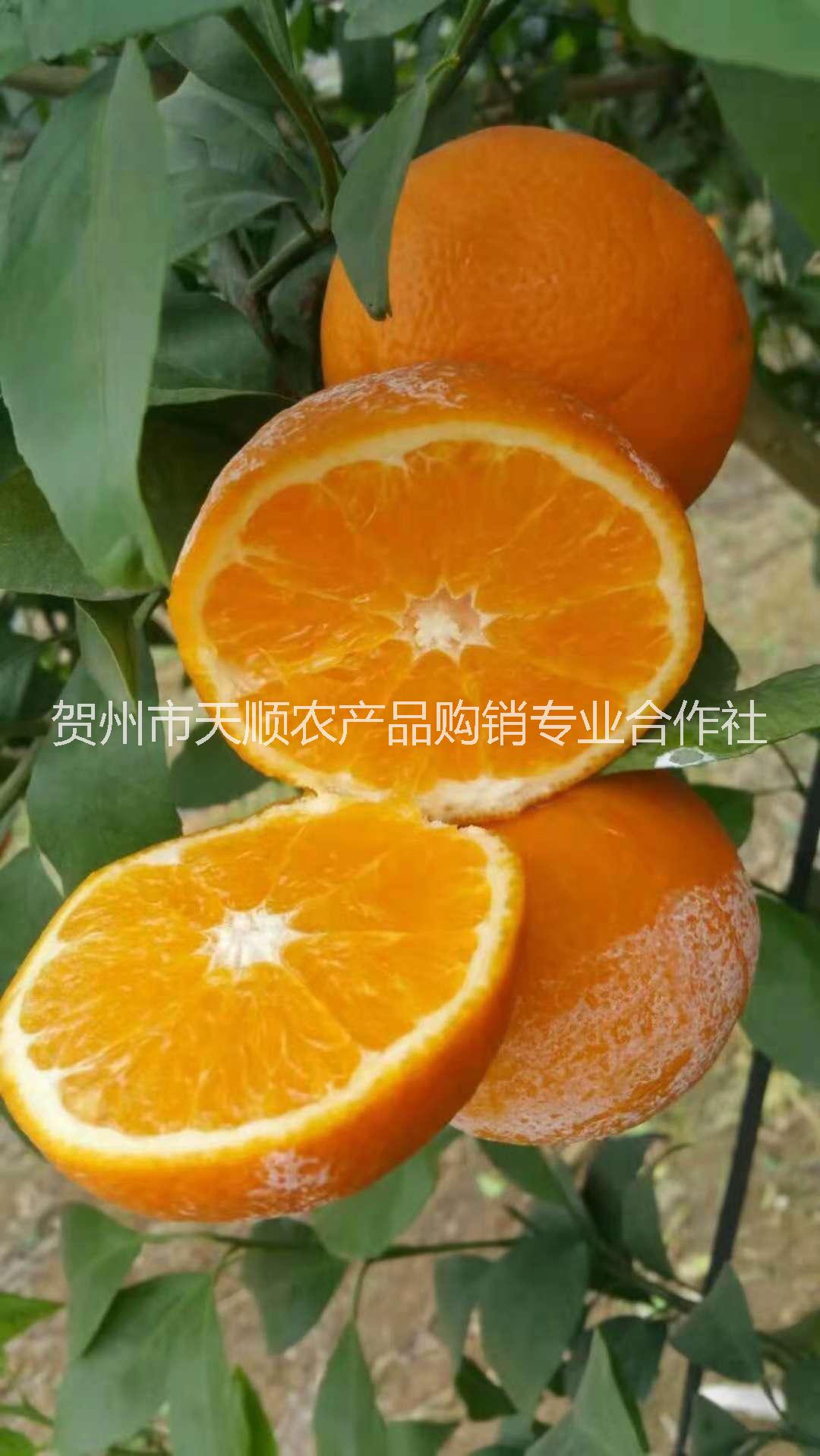 欽州091無核沃柑苗銷售電話圖片/欽州091無核沃柑苗銷售電話樣板圖 (3)