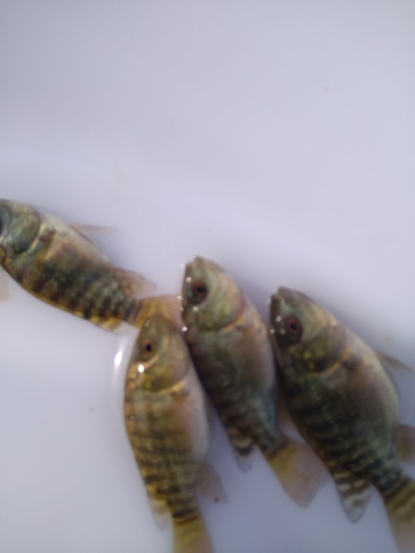 廣州羅非魚苗圖片/廣州羅非魚苗樣板圖 (3)