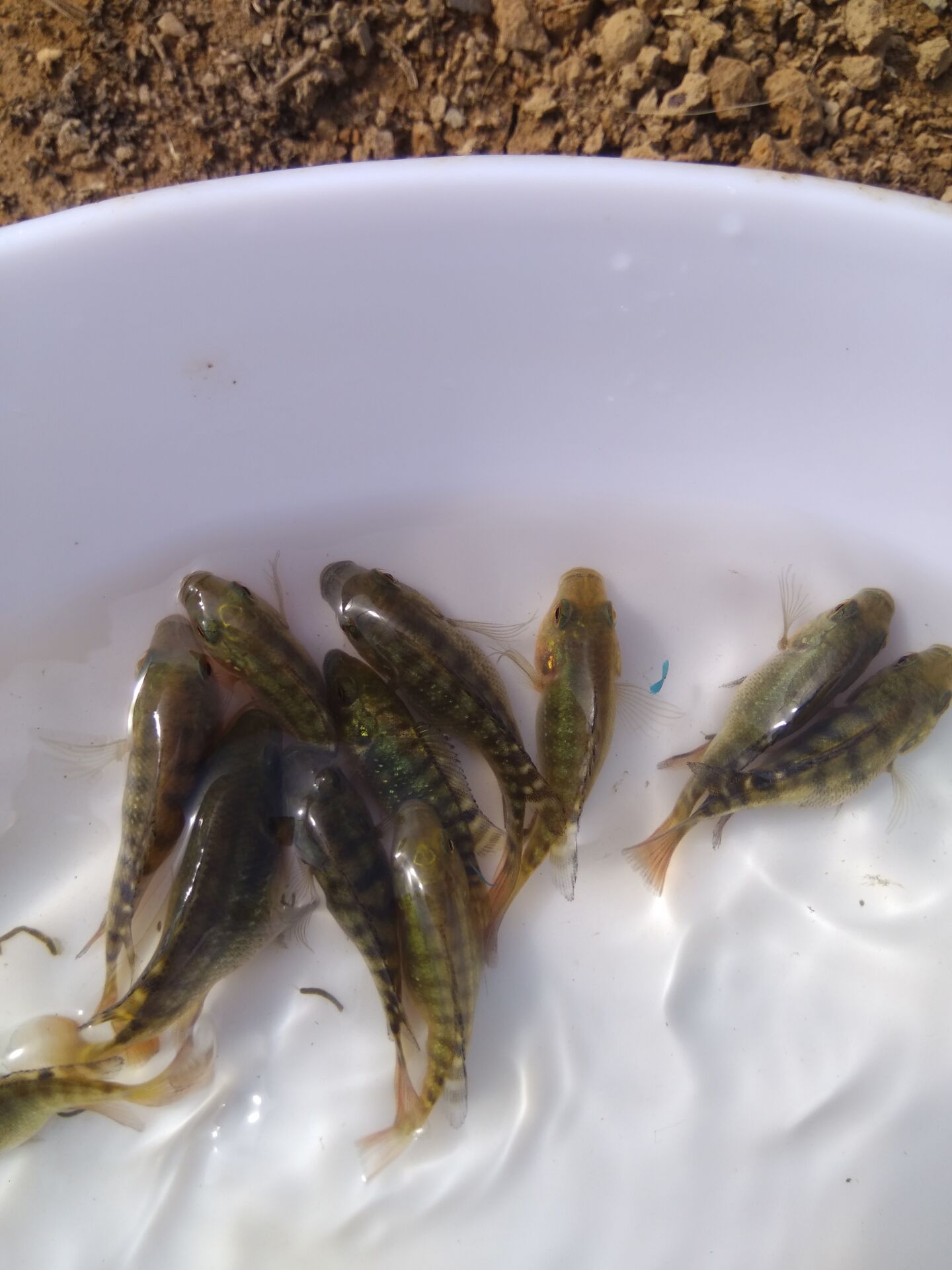 羅非魚日常管理圖片/羅非魚日常管理樣板圖 (3)