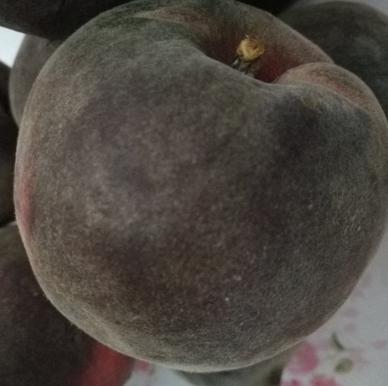 桃樹苗什么品種好_黑桃_黑桃樹苗價格