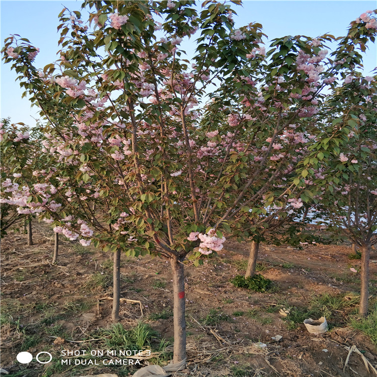 櫻花樹圖片/櫻花樹樣板圖 (3)
